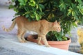 Red cat walking down the street near the plants. Cat is outdoor. Red and white big kitten walking along asphalt path. Homeless cat Royalty Free Stock Photo