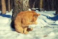 Red cat walking in the snow Royalty Free Stock Photo