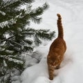 Red cat walking on snow Royalty Free Stock Photo