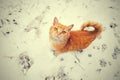 Red cat walking on the snow Royalty Free Stock Photo