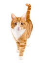 Red cat, walking towards camera, isolated in white