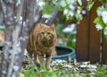 Red cat walks through the first snow in the autumn garden Royalty Free Stock Photo