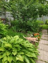 Red cat walks in the garden