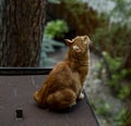 Red cat walks on the roof Royalty Free Stock Photo