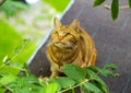 Red cat walks on the roof Royalty Free Stock Photo