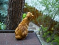 Red cat walks on the roof Royalty Free Stock Photo