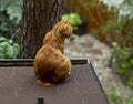 Red cat walks on the roof Royalty Free Stock Photo