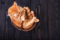 Red cat washes, sitting in a basket on a wooden background, studio Royalty Free Stock Photo