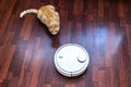 Red cat watches the cleaning of the robot vacuum cleaner Royalty Free Stock Photo