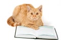 Red cat wearing glasses lying on the book Royalty Free Stock Photo