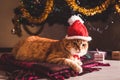 Red cat wears Santa`s hat under Christmas tree. Christmas and New year concept Royalty Free Stock Photo