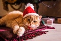 Red cat wears Santa`s hat under Christmas tree. Christmas and New year concept Royalty Free Stock Photo