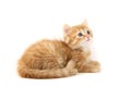 Red cat on a white background Royalty Free Stock Photo