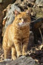 Red cat in the wild is a great hunter and a friend a big strong beautiful Royalty Free Stock Photo