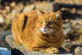 Red cat in the wild is a great hunter and a friend a big strong beautiful Royalty Free Stock Photo