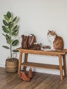 A red cat, a woman\'s bag on a wooden bench, Chelsea boots, a homemade flower in a basket in the hallway interior Royalty Free Stock Photo