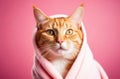 Red cat wrapped in a terry towel on a pink background with space for text or graphic design. Grooming, dog salon, dog Royalty Free Stock Photo