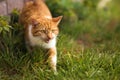 Red cat with yellow eyes meowing in green grass in spring summer. Ginger red and white cat walking outdoors. Royalty Free Stock Photo