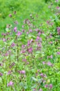 Red campion, Silene dioica, lilac flowers in meadow Royalty Free Stock Photo