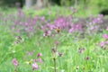 Red campion, Silene dioica, lilac flowers, natural habitat Royalty Free Stock Photo