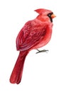 Red catdinal, bird on white isolated background. Watercolor drawings, botanical illustration. Christmas birds Royalty Free Stock Photo