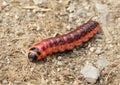 Red caterpillar Royalty Free Stock Photo