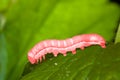 Red caterpillar Royalty Free Stock Photo