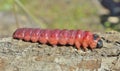 Red caterpillar 6 Royalty Free Stock Photo