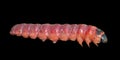 Red caterpillar 3 Royalty Free Stock Photo