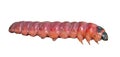 Red caterpillar 5 Royalty Free Stock Photo