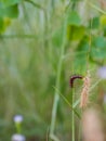 a red caterpillar among the grass