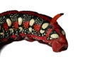 Red caterpillar - Dragon Face Royalty Free Stock Photo