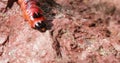 Red caterpillar of a Eukaryote butterfly crawls on a natural red surface, horizontal