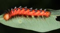 Red Caterpillar on the leaf - closeup
