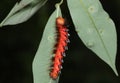 Red Caterpillar on the leaf - closeup