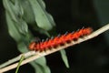 Red Caterpillar on Stem - closeup