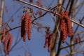 Red catkins of an alder plant on a branch