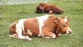 Red cattle resting in the field on an overcast day. Royalty Free Stock Photo