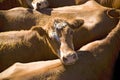 Red cattle for sale in holding yard Royalty Free Stock Photo