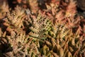 Red catus plant, red succulent plant macro,