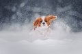 Cavalier king charles spaniel runs in the snow Royalty Free Stock Photo