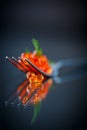 Red caviar on a fork Royalty Free Stock Photo