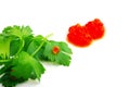 Red caviar on a green leaf of parsley Royalty Free Stock Photo