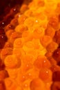 Caviar photographed close-up, glows from the inside. Oocyte of salmon fish