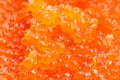 Red caviar of pink salmon fish in spoon close up Royalty Free Stock Photo