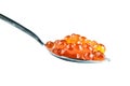 Red caviar in the silver spoon. Isolated object on white background. Close up. Royalty Free Stock Photo