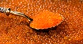 Red Caviar in a spoon background. Close-up of salmon fish roe caviar. Delicatessen. Texture of trout caviar Royalty Free Stock Photo