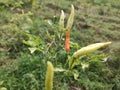 red cayenne pepper among green cayenne peppers in a fertile field Royalty Free Stock Photo
