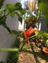 Red cayenne pepper plants in pots at home.