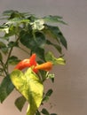 Red cayenne pepper plants in pots at home